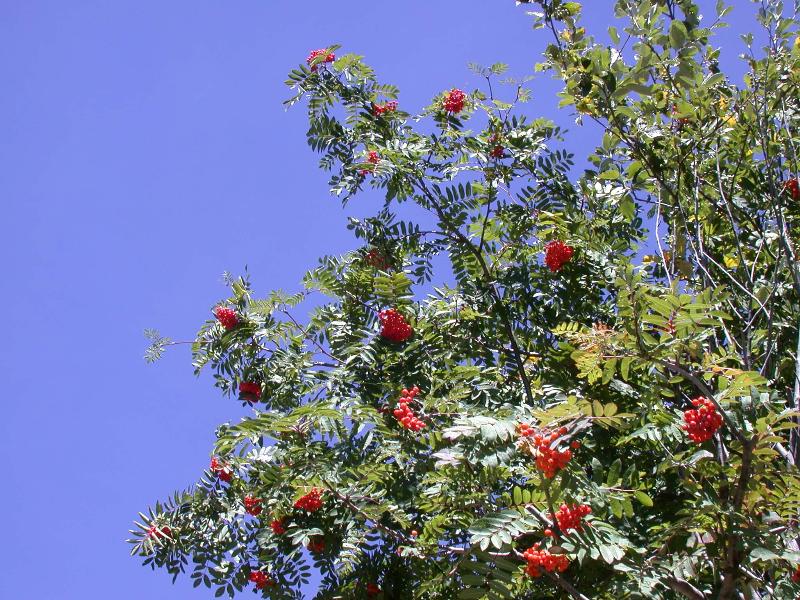  Image name: sorbo2.jpg 
 width: 800 pixel 
 height: 600 pixel 
 Size: 136486 bytes 
 Click to enlarge 